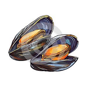 Two Mussels with Their Shells Open